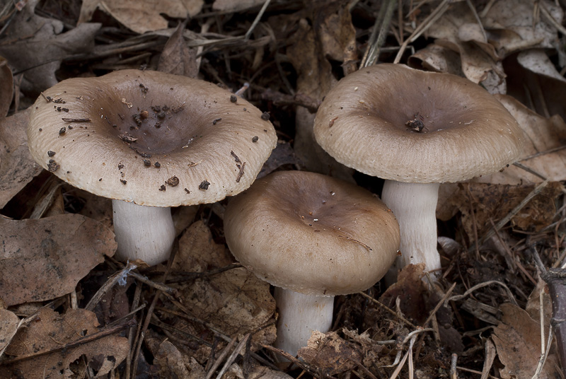 Russula amoenolens